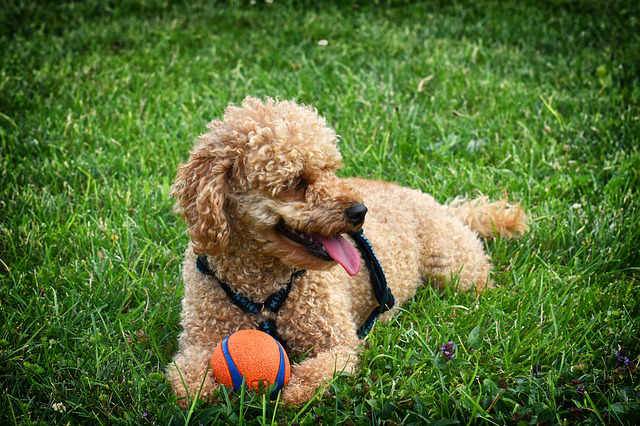 Schwerhöriger Rentner liess Hund verwahrlosen Infos über Hörgeräte