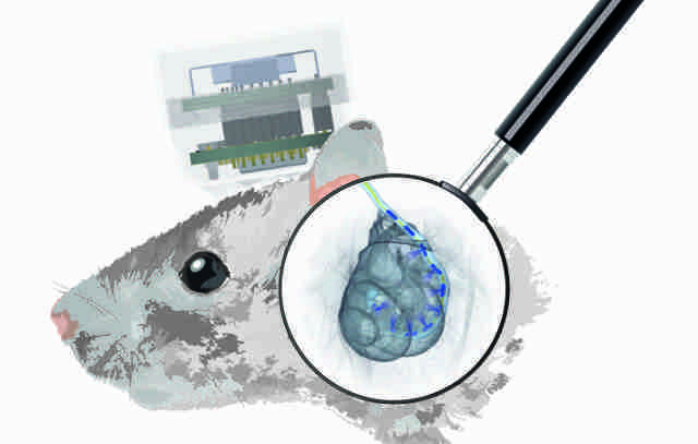 Auf dem Weg zum optischen Cochlea-Implantat
